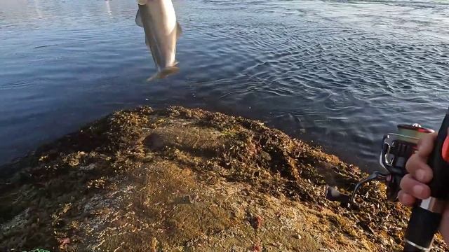 Дикарями по Норвегии. Поход на медвежьи озёра, лососевые реки и посещение Saltstraumen. Часть 2