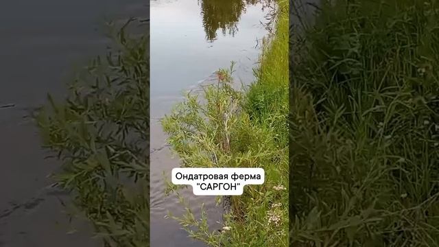 отдых на природе