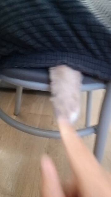 Кот и Георгий