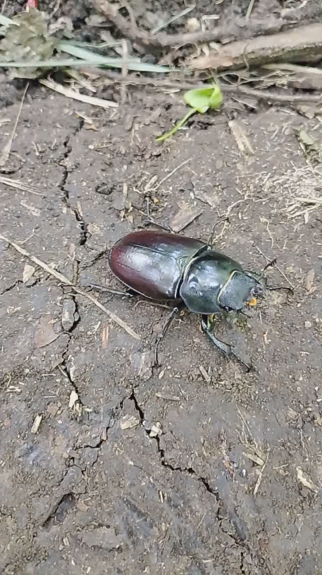 Жук - рогач (олень)