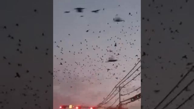 Эффект мурмурации.