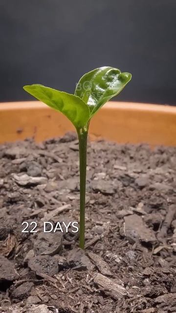 Mandarin Tree Timelapse 144 Days