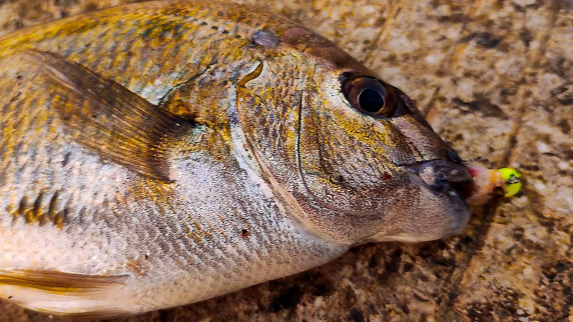 Морская рыбалка в Алупке. Первый Трофей Этого Сезона. Искренние Пожелания Вам от Юного Рыболова.