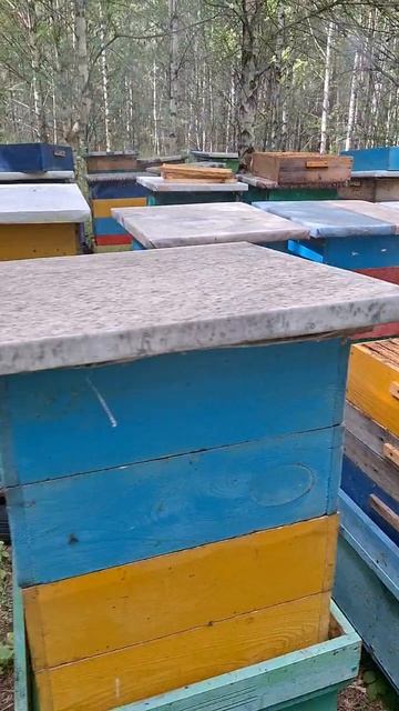 СОТОВЫЙ МЁД НА ПЕРВОМ ТОЧКЕ