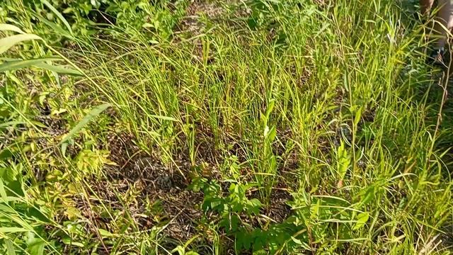 Пародия на рекламу известных брендов