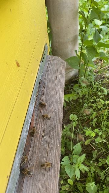 Пчела шатуры