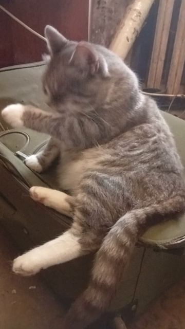 Люсьен собирается на курорт. Чумадан собралась, осталось в порядок себя привести