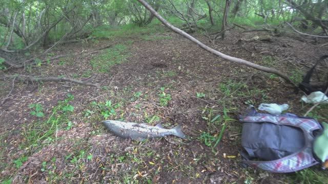 Камчатка. Эндуро-приключения: Пеший поход к месту рыбалки! #Moto #Эндуро #Рыба