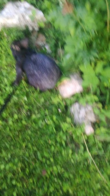 VID_20250705_211243.mp4