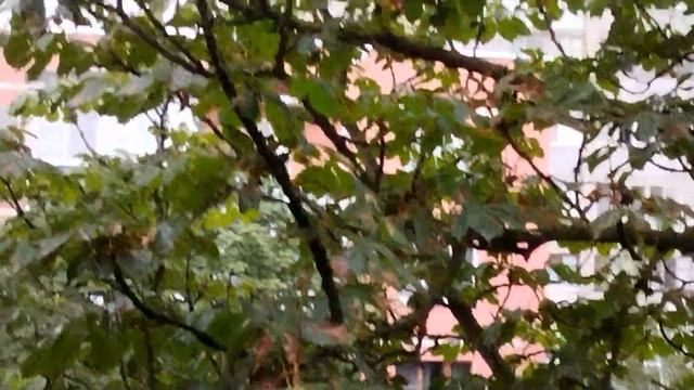 Teddy Bear - Happy Dream