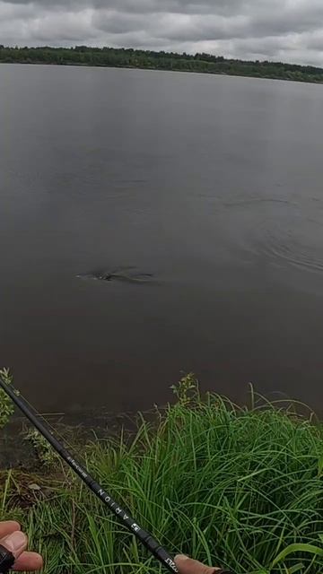 Охота на жереха!