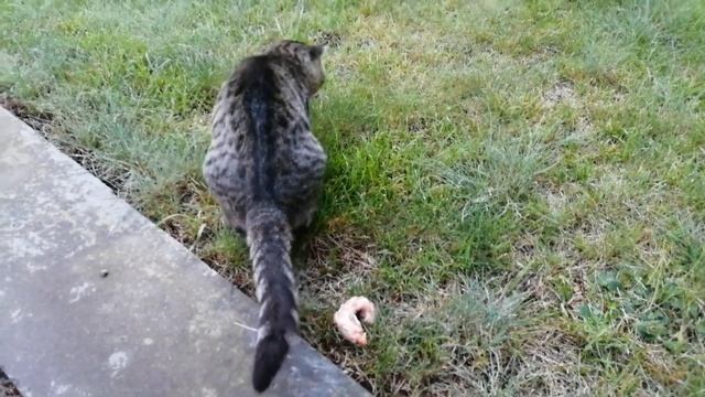 КОТЫ ПАРТИЗАНЯТ/Без кота жизнь не та.