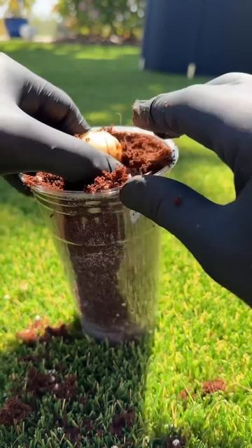 How To Grow Your Own Avocado From The Seed Inside Of It! Creative Explained