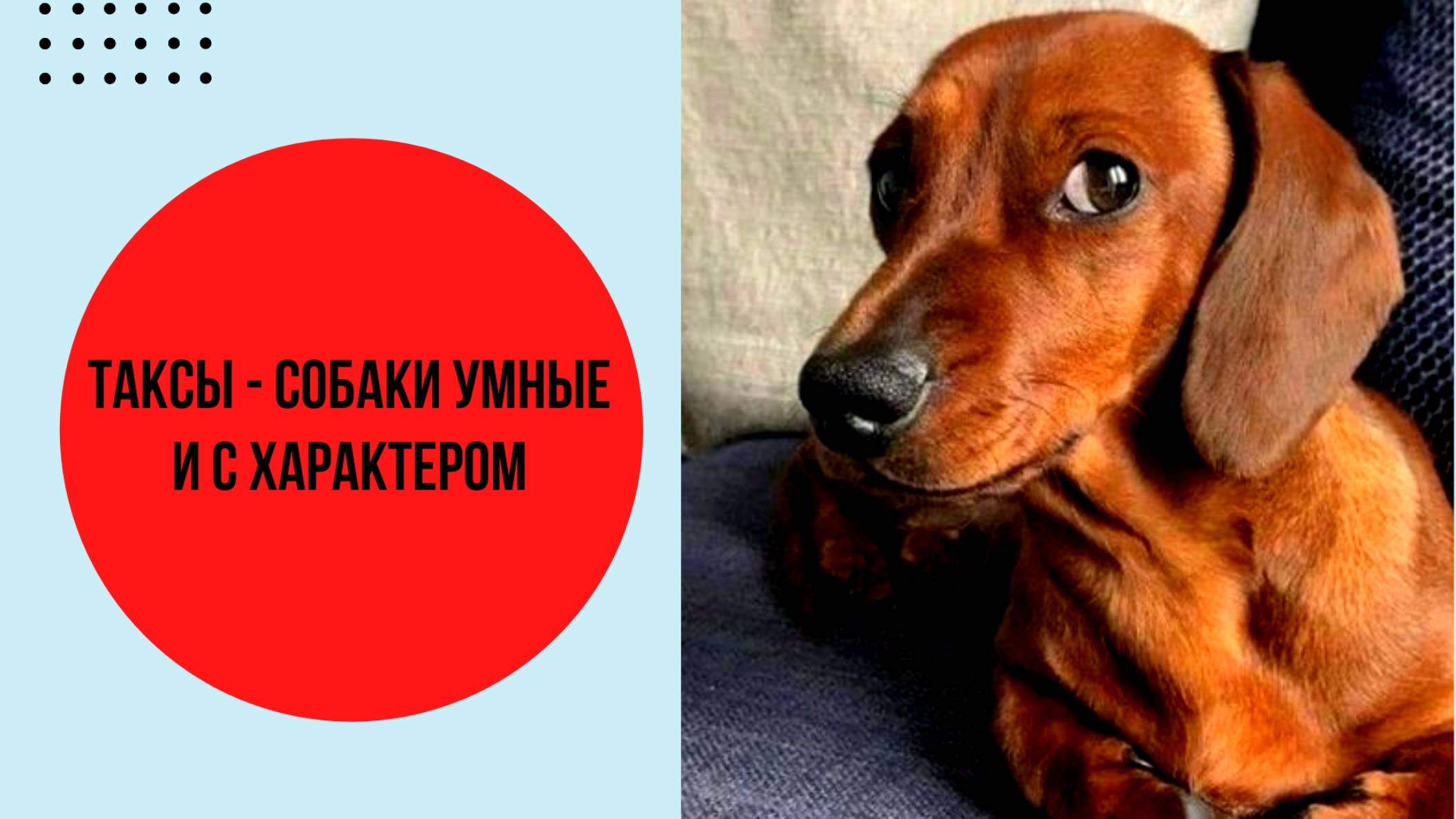 Таксы - собаки умные и с характером. Заводчики рассказывают о породе