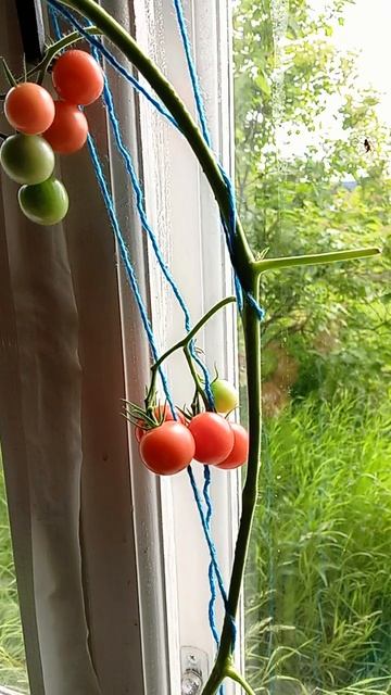 1000009674.mp4черрики мои