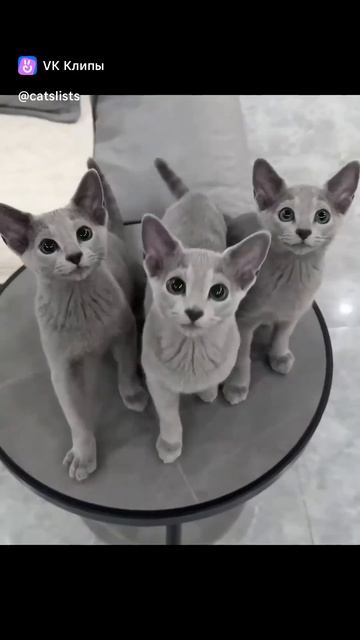 #смешноевидео
#кот
#котики