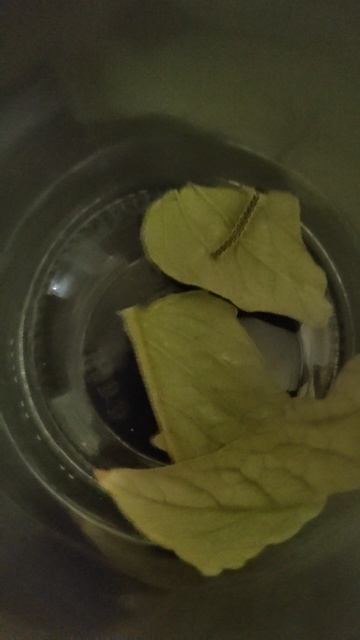 Моя гусиничка