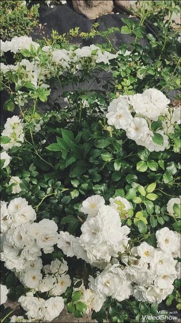 Смолова_молвит