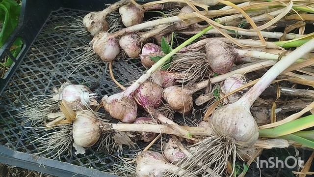 выкапываю чеснок, отдых на пруду