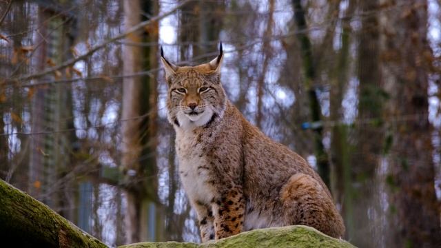 Рысь в естественной среде обитания.