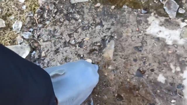 Penguin №10 Water Pump