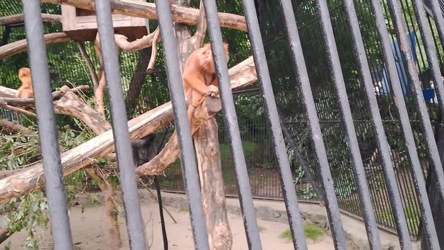 Гуляем в зоопарке разные обезьянки