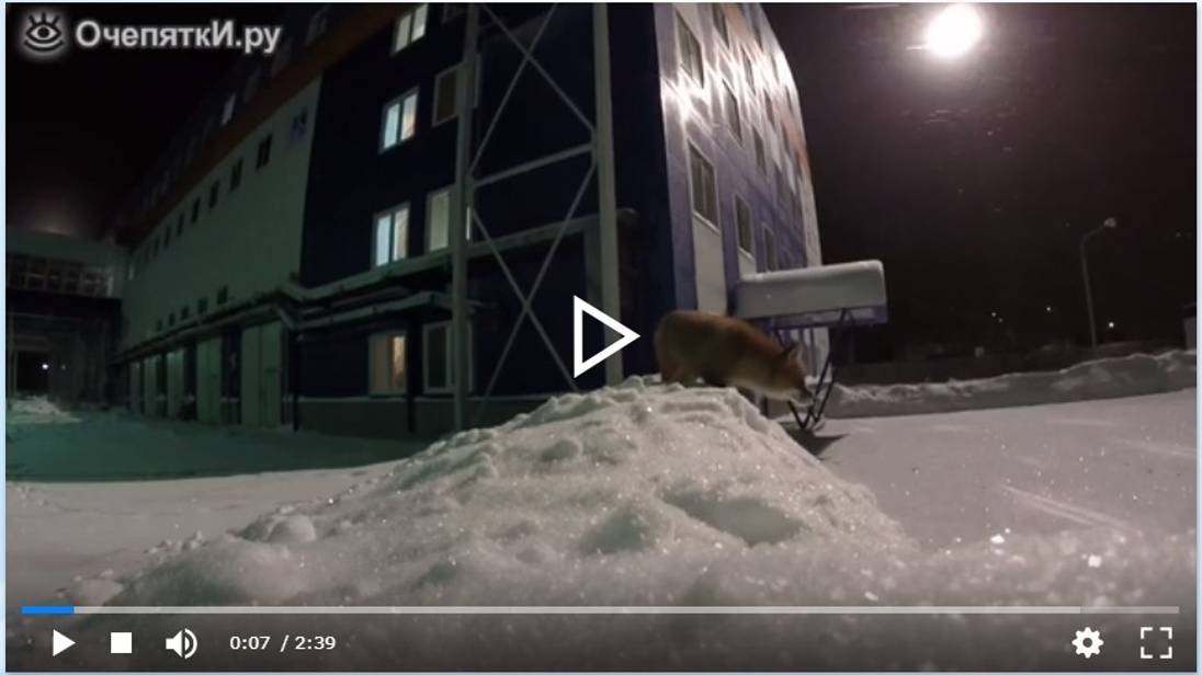 Лиса-воровка