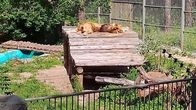 Львы в зоопарке