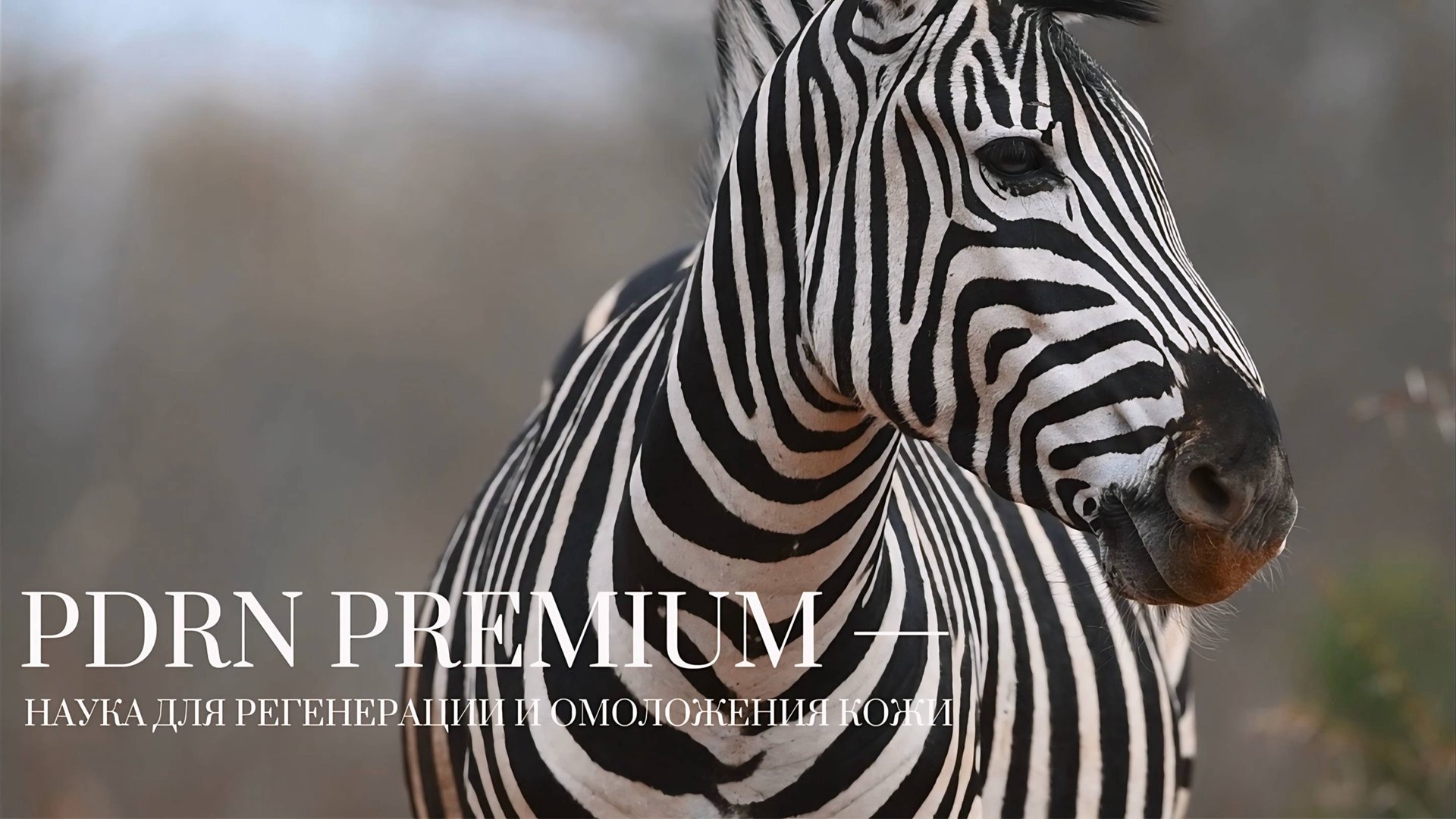 BEAUTYGEL PDRN PREMIUM