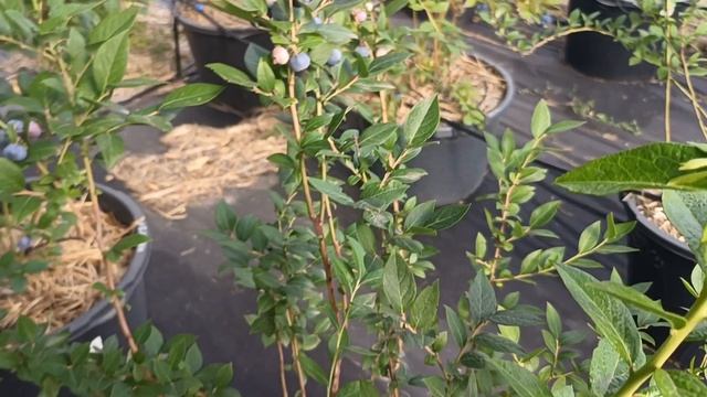 Голубика Талисман, Мегас Блю, Калипсо, Гурон, Чандлер, Герберт и др. 22.07.25 г.