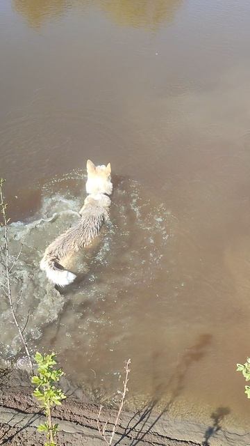 Ловим собаку на поплавок