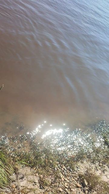 Как поймать собаку на удочку