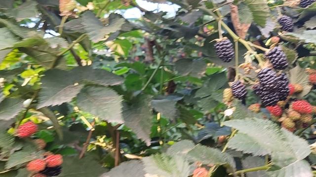 Ежевика Кэддо и немного о комментариях. 23.07.25 г.