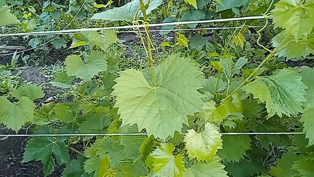 Листья скручены во внутрь. Виноград.