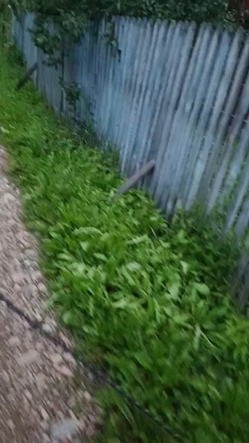 гуляем с собакой# велосипед# дети#