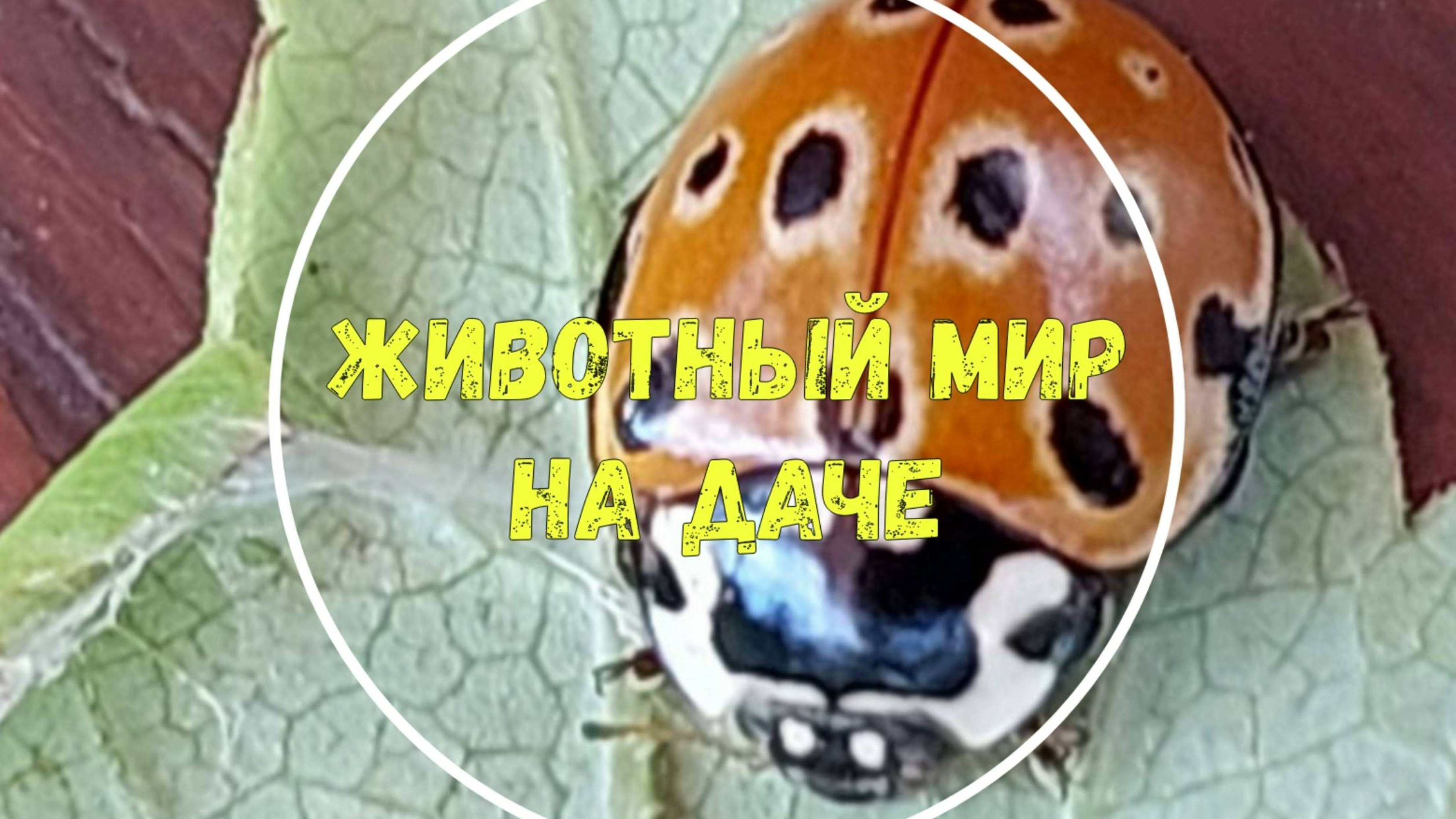 Животный мир на даче