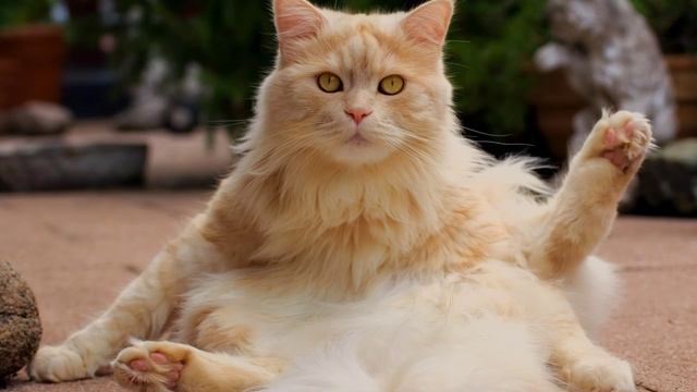 Звук, Чтобы Котик Прибежал. Привлекательные Звуки для Котов