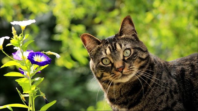 Включи Эти Звуки Своей Кошке и Смотри На Её Реакцию