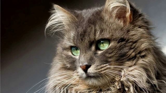 Все Коты и Кошки Под Этот Звук Бегут Обниматься. Включи Этот Звук Коту