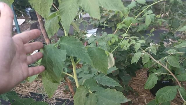 Малина Барон. 24.07.25 г.