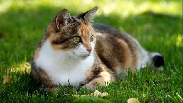 Если Включить Этот Звук Коту, Он Сразу Придёт. Звук Чтобы Котик Прибежал.