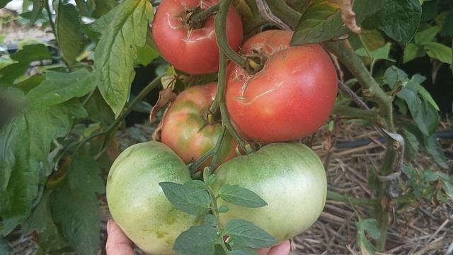 Томаты Тарасенко Юбилейный, Голубая Клементина, Микадо розовый, Кубинский чёрный и др. 24.07.25 г.