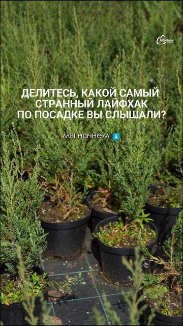 «Кладите сырое яйцо в яму при посадке»
