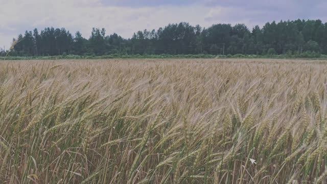 Луга 2025 велопоход