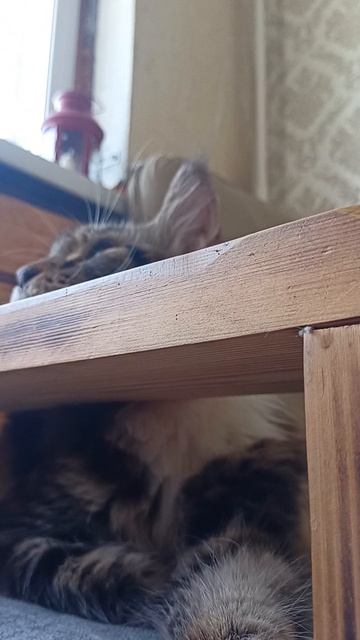 🐅 Рысь +Гитара 🎸 🔥