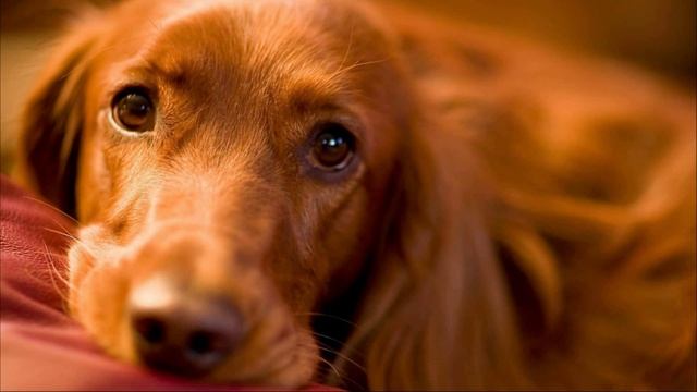 Любимые Звуки для Собак. Звуки Которые Заставят Вашу Собаку Смешно Реагировать