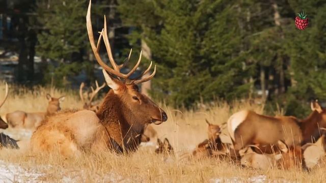 ЛЕСНЫЕ ЖИВОТНЫЕ для детей