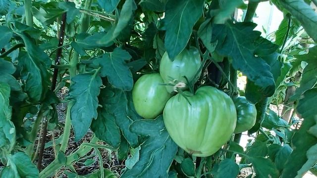 Томаты на Колягино 26.07.2025