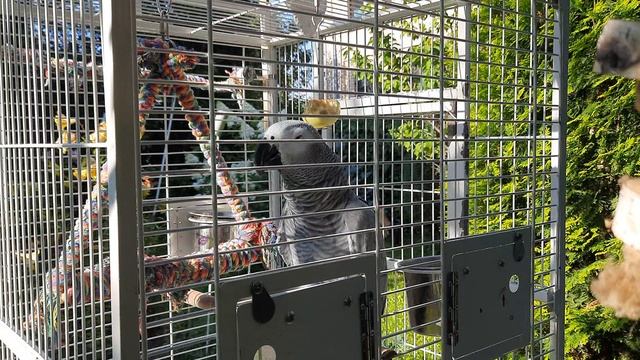 Попугай Жако Ники на отдыхе.mp4