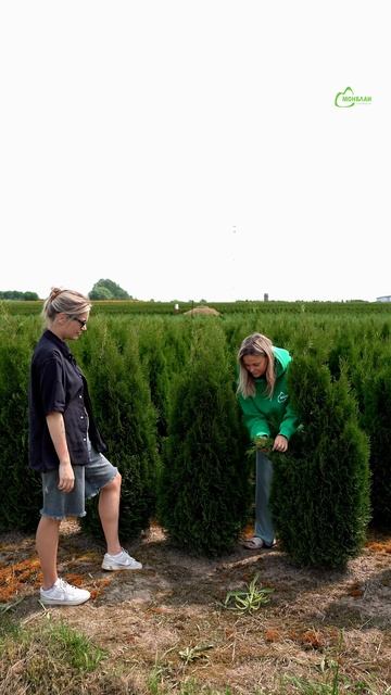 Когда заказ «одинаковые туи» превращается в квест по биологической идентичности 😅